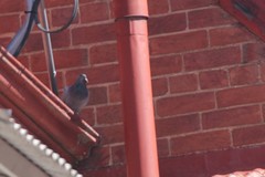 Columba livia domestica