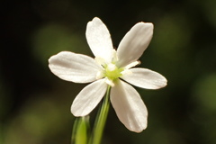 Meconella denticulata