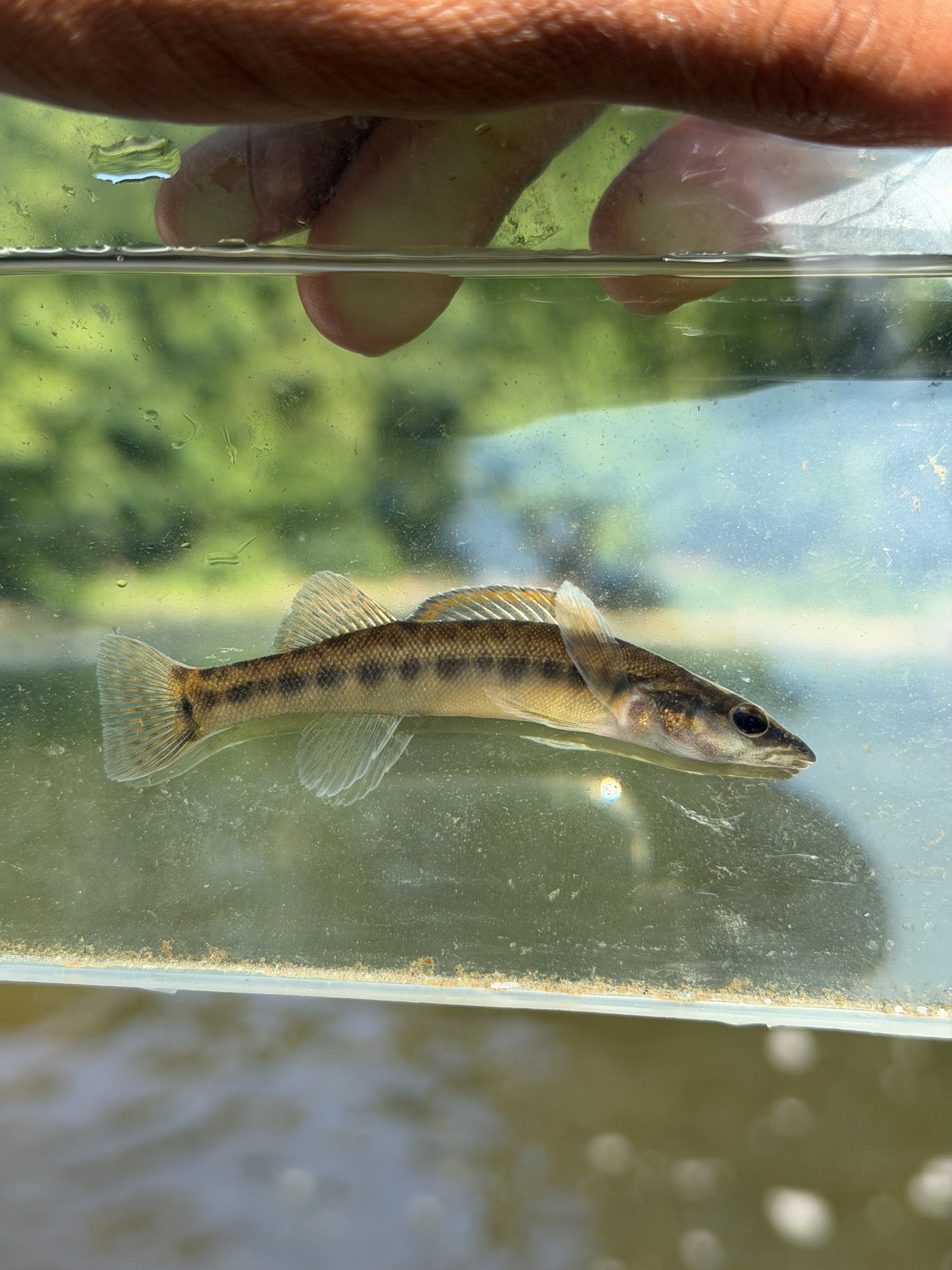 Sharpnose Darter photo 8