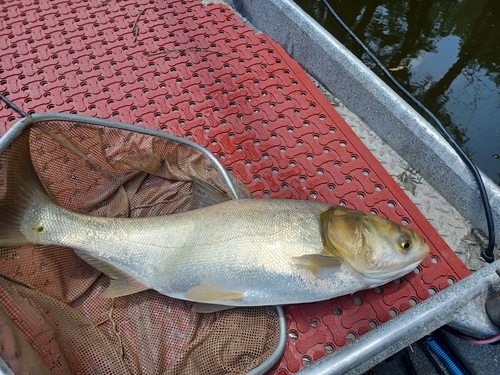 Silver Carp