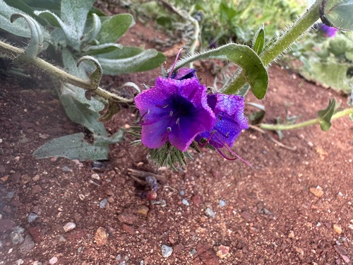 purple viper's-bugloss