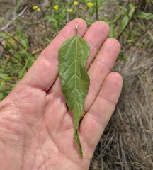 Helianthus gracilentus