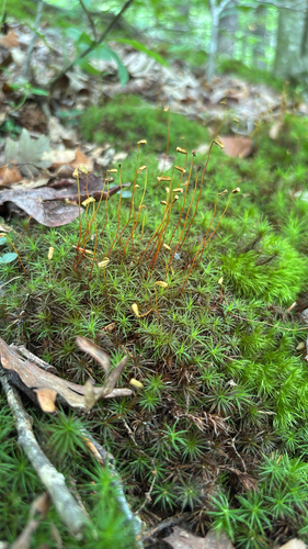 Polytrichum ohioense, 2026-07-08