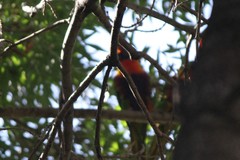 Trichoglossus moluccanus