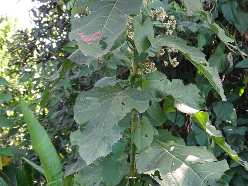Critonia quadrangularis, photograph 6