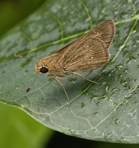 Formosan Swift photo 3