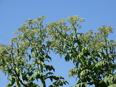Critonia quadrangularis