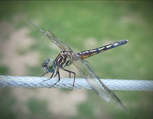 Blue Dasher