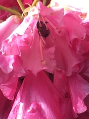 Bombus nevadensis