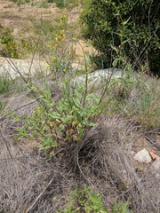 Helianthus gracilentus