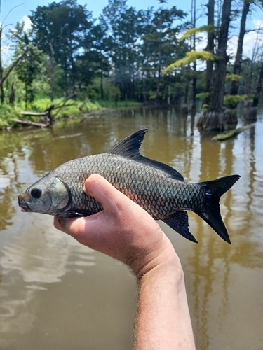 Smallmouth Buffalo