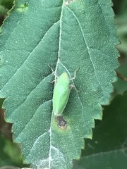 Draeculacephala minerva