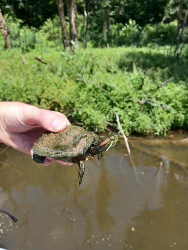 Red-eared Slider