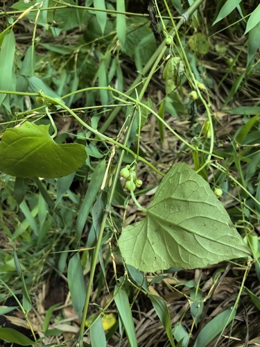 Zehneria bodinieri iNat (3)