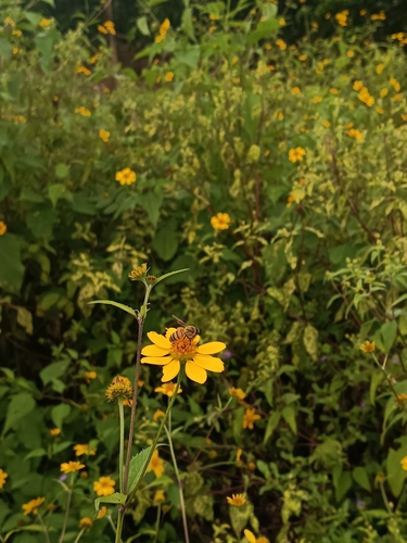 Western Honey Bee