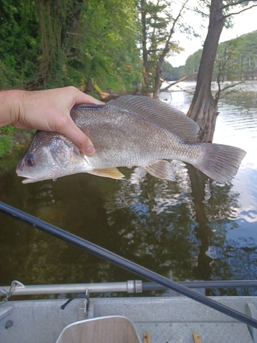 Freshwater Drum