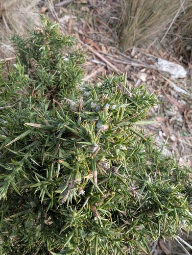 gorse