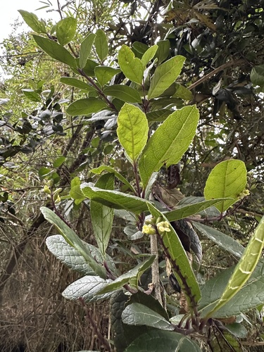 Citharexylum reticulatum, photograph 6
