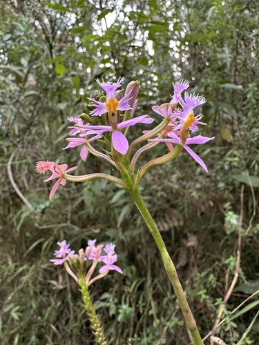 Epidendrum arachnoglossum