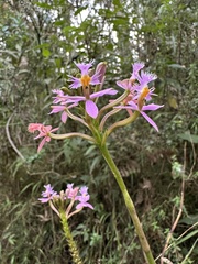 Epidendrum arachnoglossum