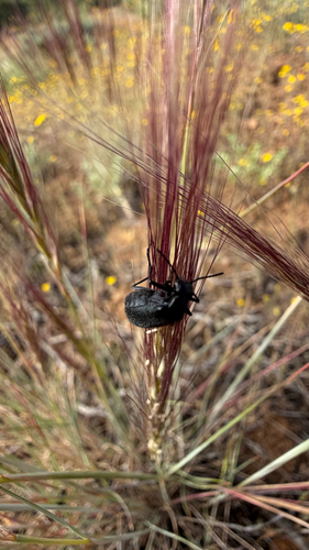 iNaturalist observation photo of Blister Beetles