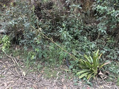 Tillandsia denudata