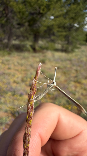 iNaturalist observation photo of Plume Moths
