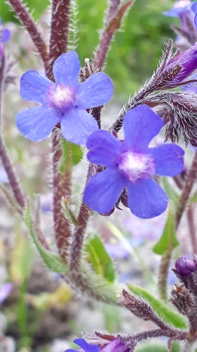 Anchusa azurea image