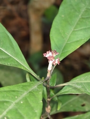 Chassalia curviflora, photograph (c) Doreen, some rights reserved (CC BY)