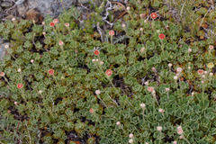 Eriogonum siskiyouense, photograph (c) Arvel Hernandez, some rights reserved (CC BY)