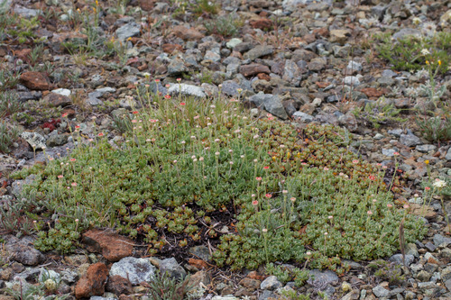 Eriogonum siskiyouense, photograph 5