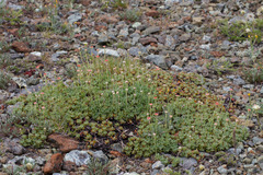 Eriogonum siskiyouense, photograph (c) Arvel Hernandez, some rights reserved (CC BY)