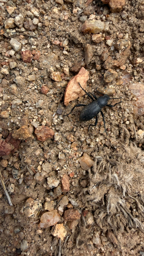 iNaturalist observation photo of Darkling Beetles