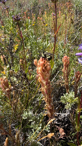 iNaturalist observation photo of Bumble Bees