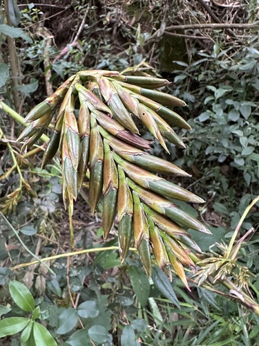 Tillandsia denudata, photograph 1