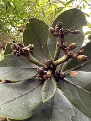 Persea mutisii
