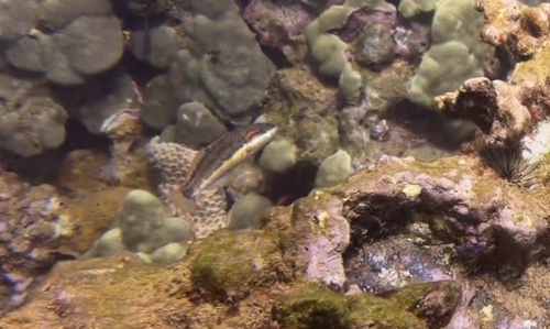 Thalassoma quinquevittatum, 2026-07-07