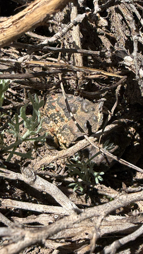 iNaturalist observation photo of North American Toads