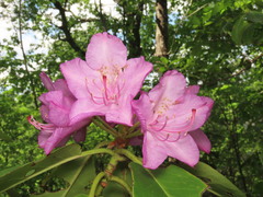 Rhododendron catawbiense