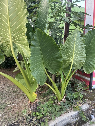 giant taro