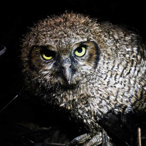 Great Horned Owl
