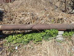 Artemisia vulgaris kamtschatica