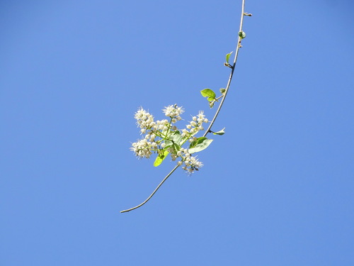 Combretum laxum (Combretum laxum)