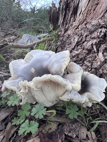 ghost fungus