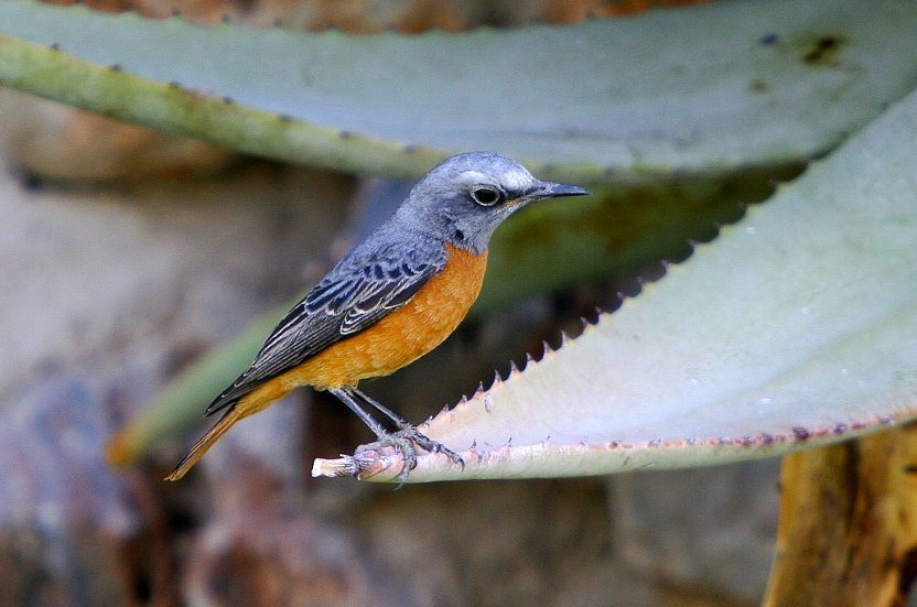 Short-Toed Rock Thrush