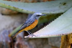 Short-Toed Rock Thrush photo 1
