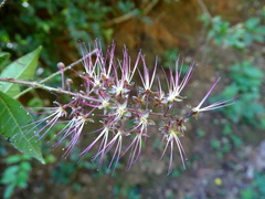 Hirtella racemosa