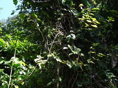 Drymonia serrulata