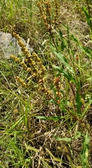 Rumex spiralis