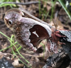 Callosamia angulifera